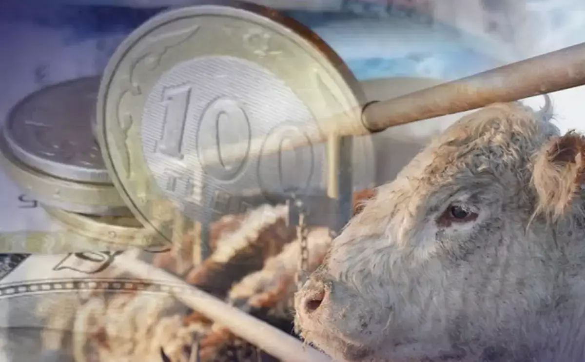 Казахстан предлагает деньги и коров за новый адрес - новости на Lada.kz 22.02.2026