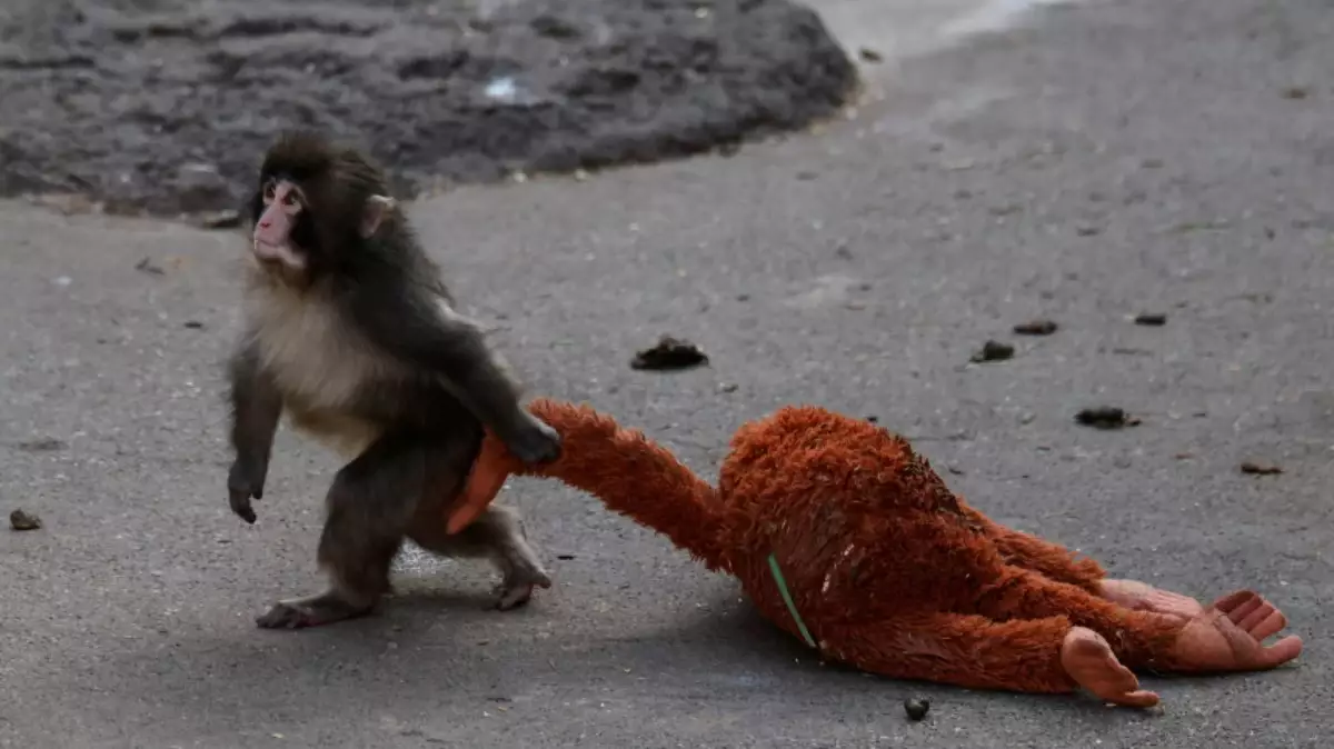 IKEA компаниясы әлемді елжіреткен Панч есімді маймыл арқылы үлкен табыс тапты