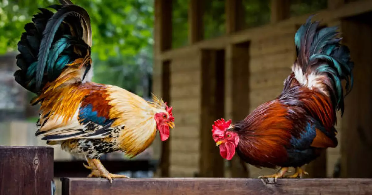   Әтеш төбелесін ұйымдастырғандарға 11 миллион теңге айыппұл салынды   