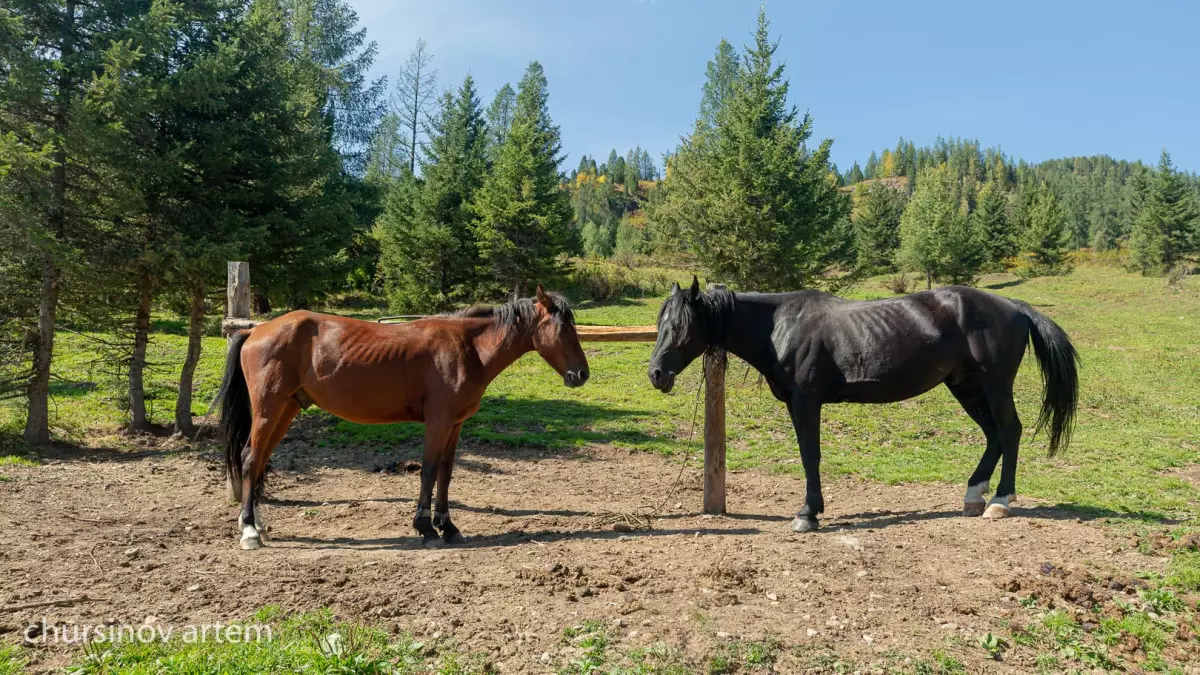 Түркістан облысында 600-ден астам мал құжатсыз тасымалданған