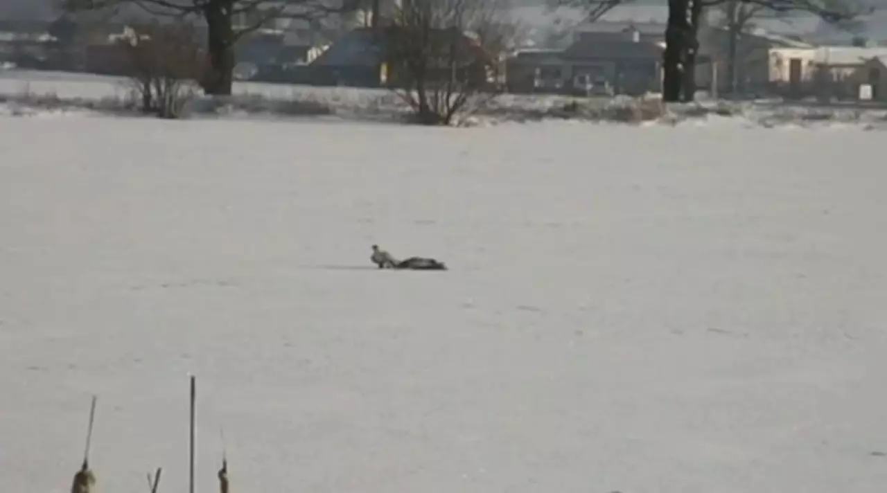 Елде борсық пен қабан көбейді