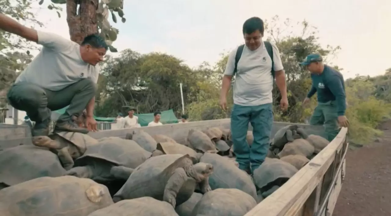 Жоғалып кеткен тасбақалар қайта пайда болды