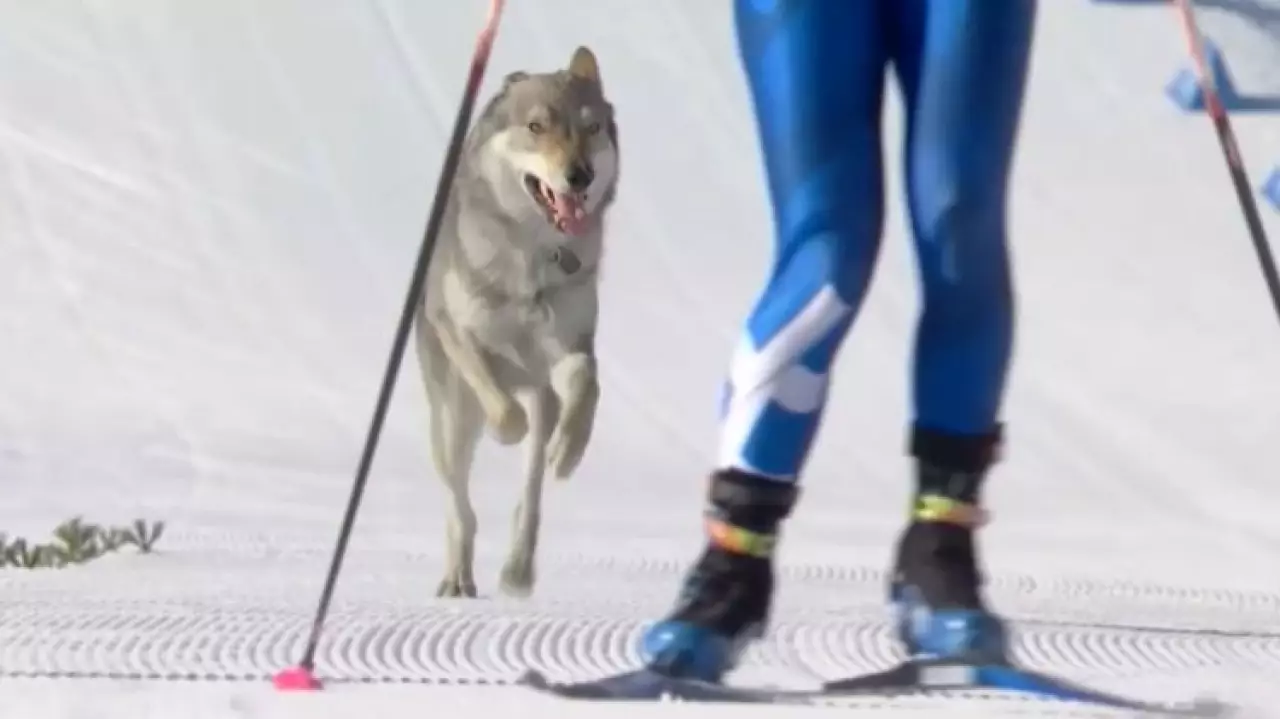 Смех, слёзы и золото: курьёзы XXV зимних Игр