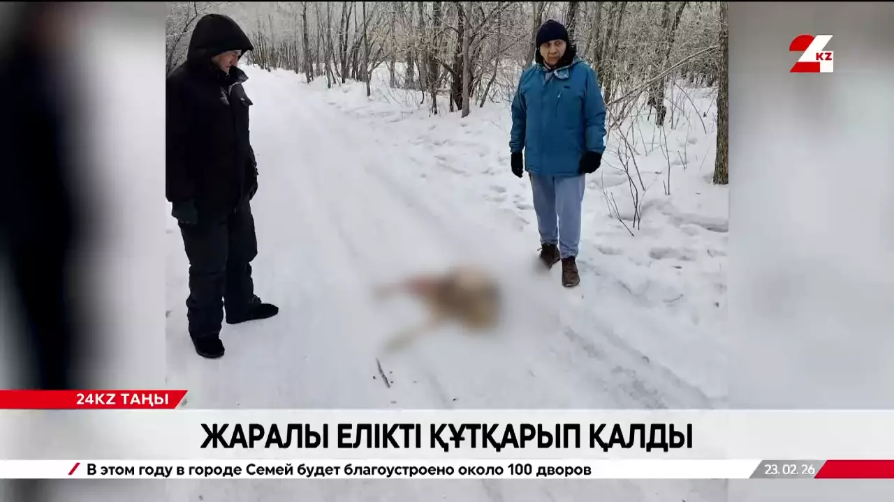 Павлодарлықтар жаралы елікті құтқарып қалды