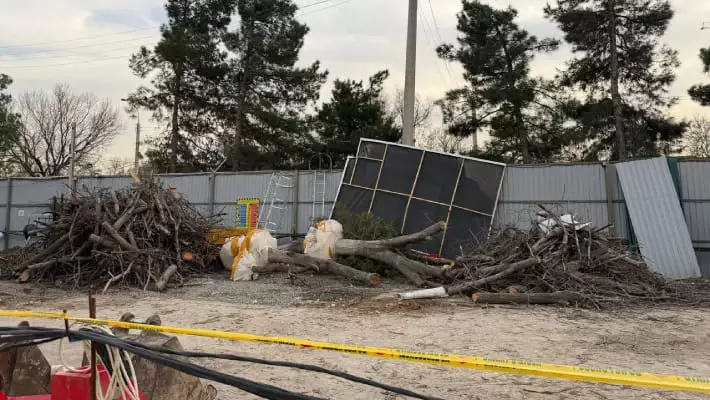 На стройке отеля The Ritz-Carlton в Ташкенте выкорчевали 12 ценных деревьев