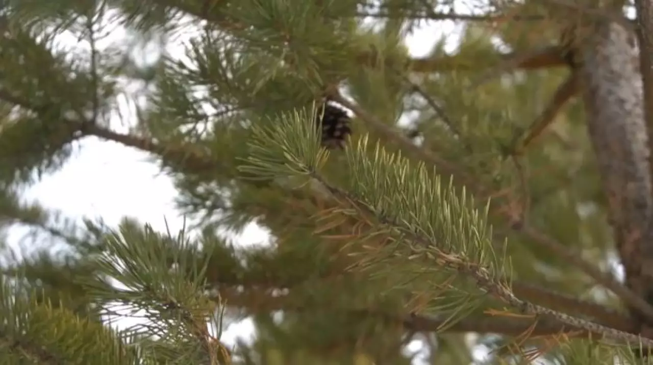 7 млн деревьев высадят в Карагандинской области до 2027 года