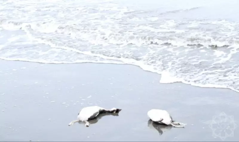 Тысячи мертвых птиц на берегу Каспия: начато расследование