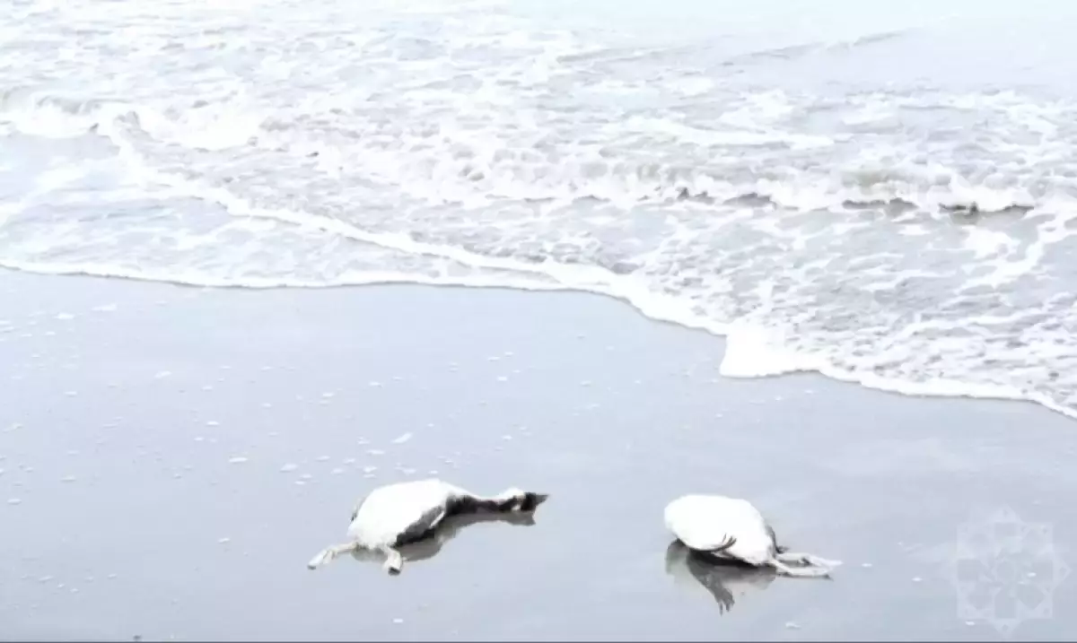 Каспий жағалауынан мыңдаған өлі құс табылды