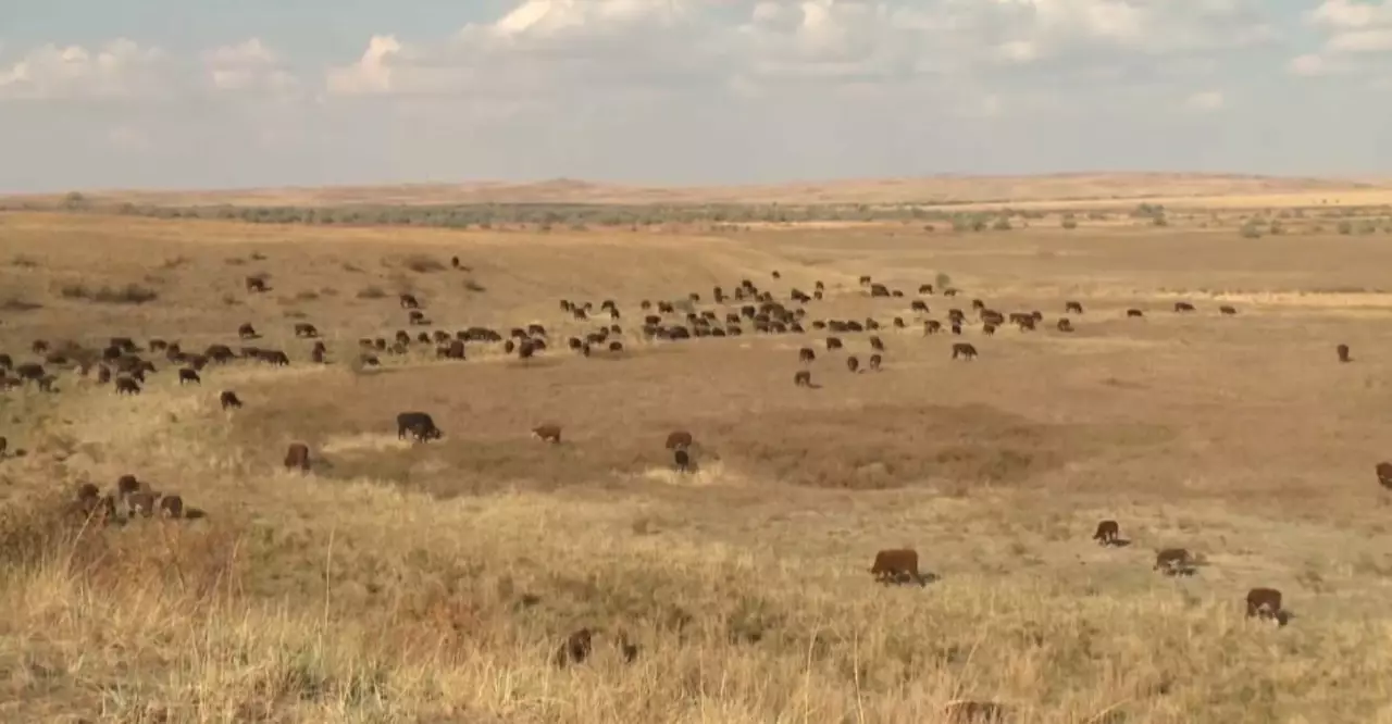 Жерді қалай емдейміз?