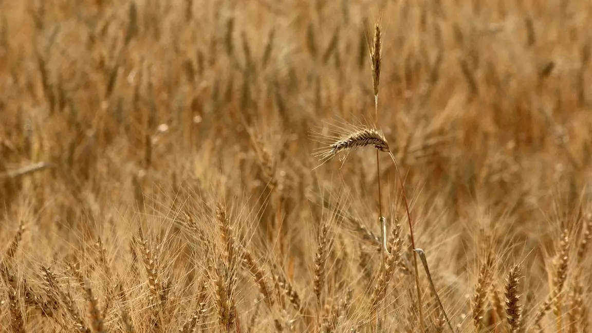 Көктемгі егіске 200 млрд теңге бөлінді