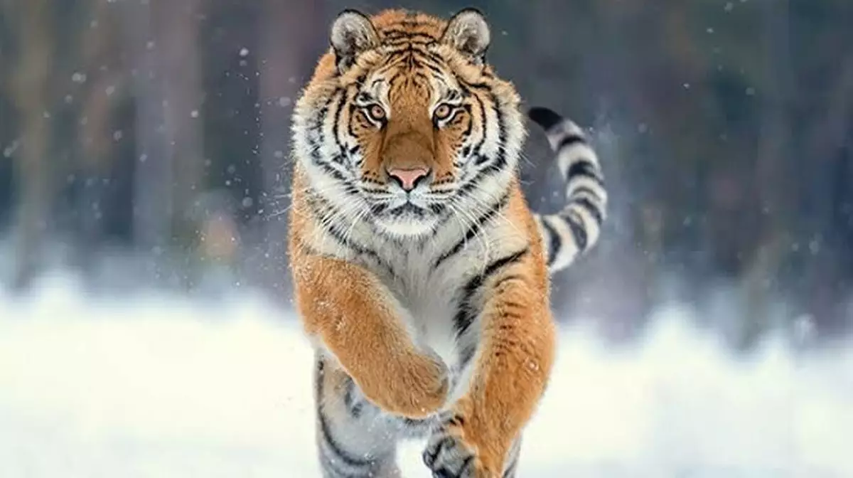 Россия передаст Казахстану четырех амурских тигров весной 2026 года