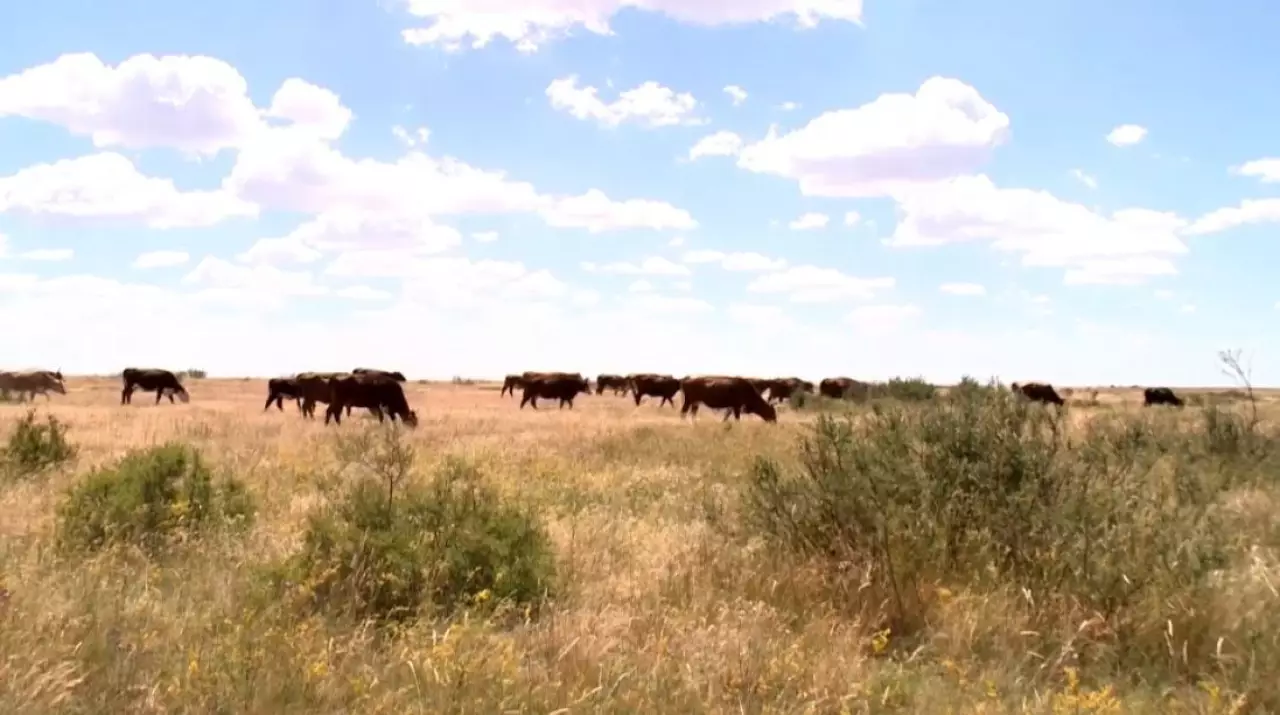 В Актюбинской области восстанавливают деградированные земли