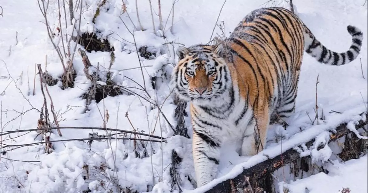  Ресей Қазақстанға 4 амур жолбарысын беруді жоспарлап отыр 