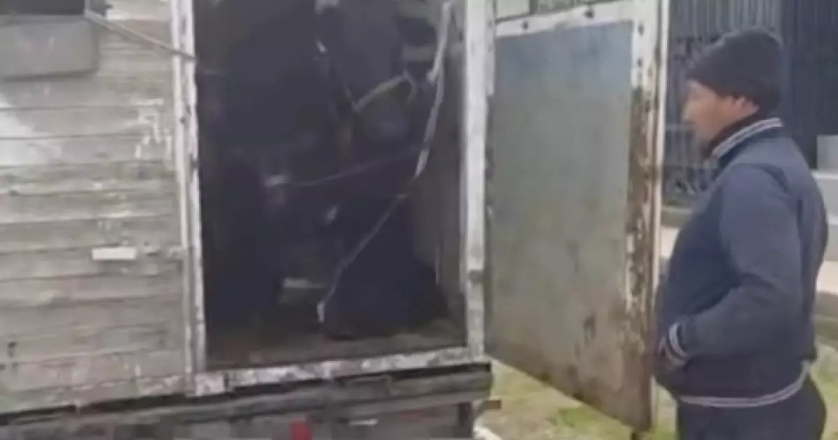  Түркістанда 600-ден аса малды құжатсыз тасымалдағандар ұсталды 