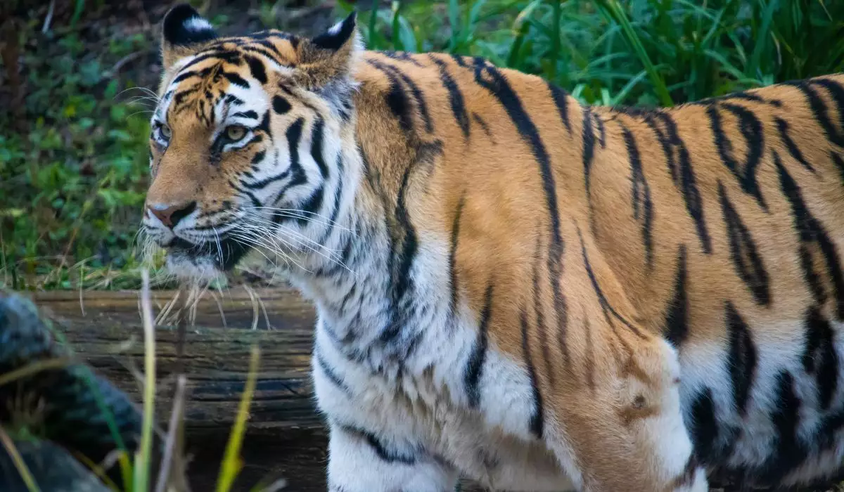 Қазақстанға Ресейден төрт амур жолбарысын әкелу жоспарланып отыр