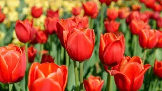 Наурызда қазақстандықтар қанша күн демалады?