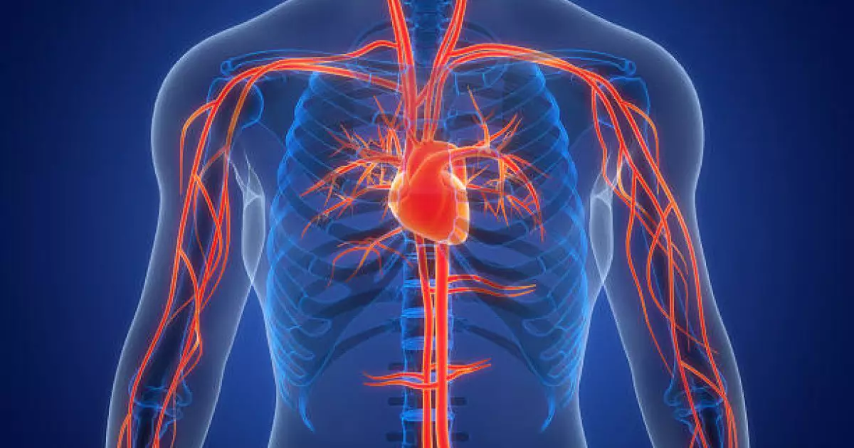  Қан тамырларын нығайтатын қолжетімді өнім аталды 