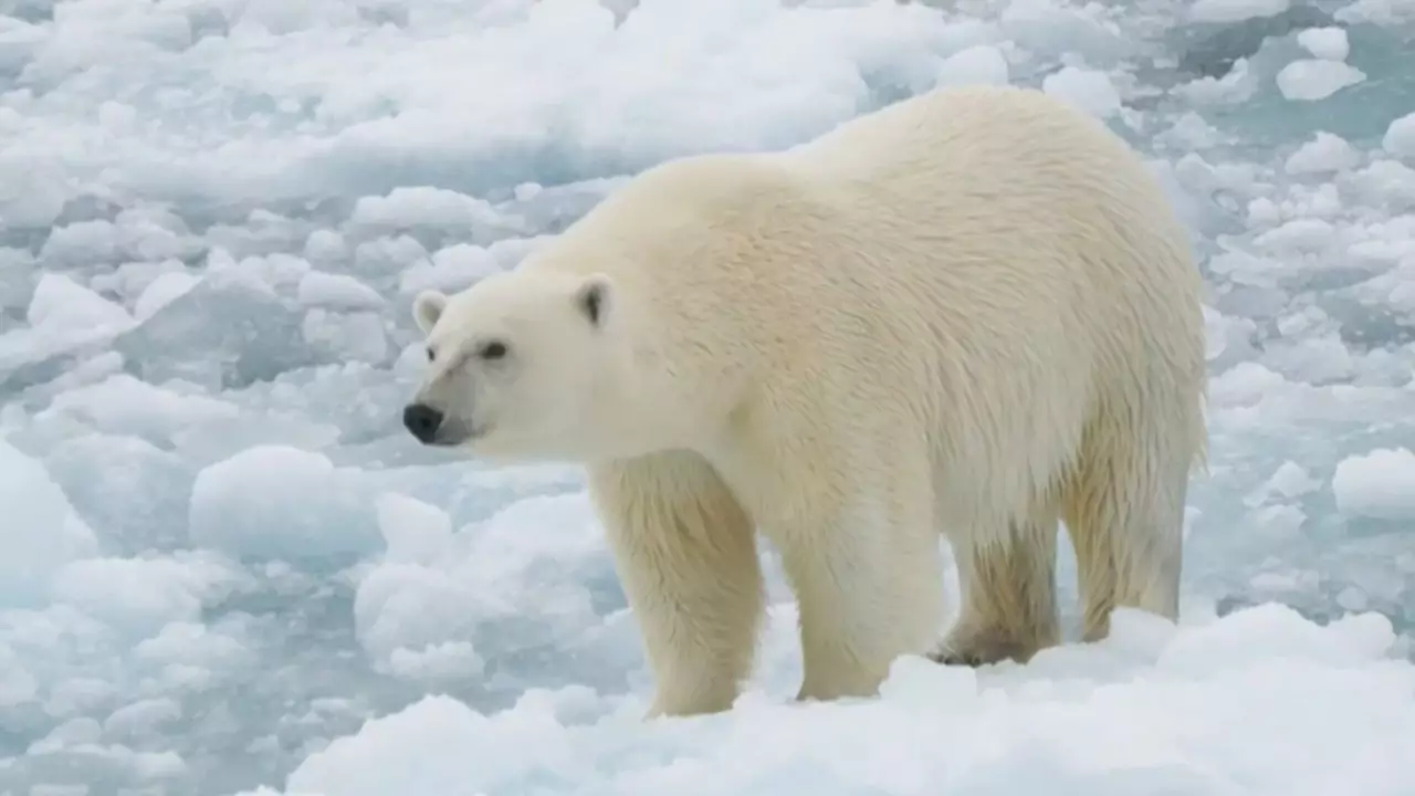 Ақ аюлар семіре бастады