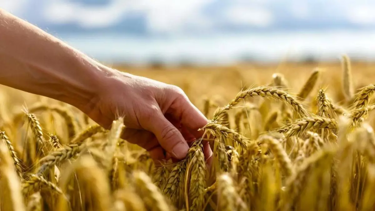 Минсельхоз намерен сократить площадь посева пшеницы и нарастить кукурузу