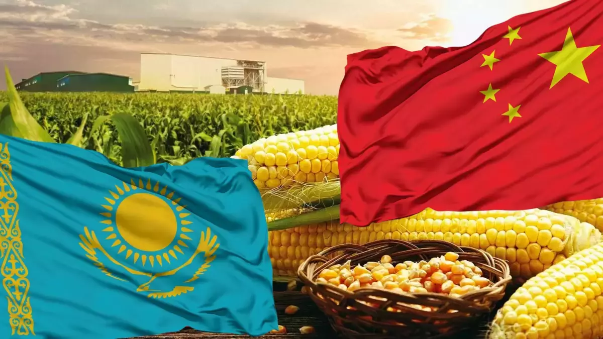 Қытай қазақстандық фермерлерге жүгері өсіруді үйретпек