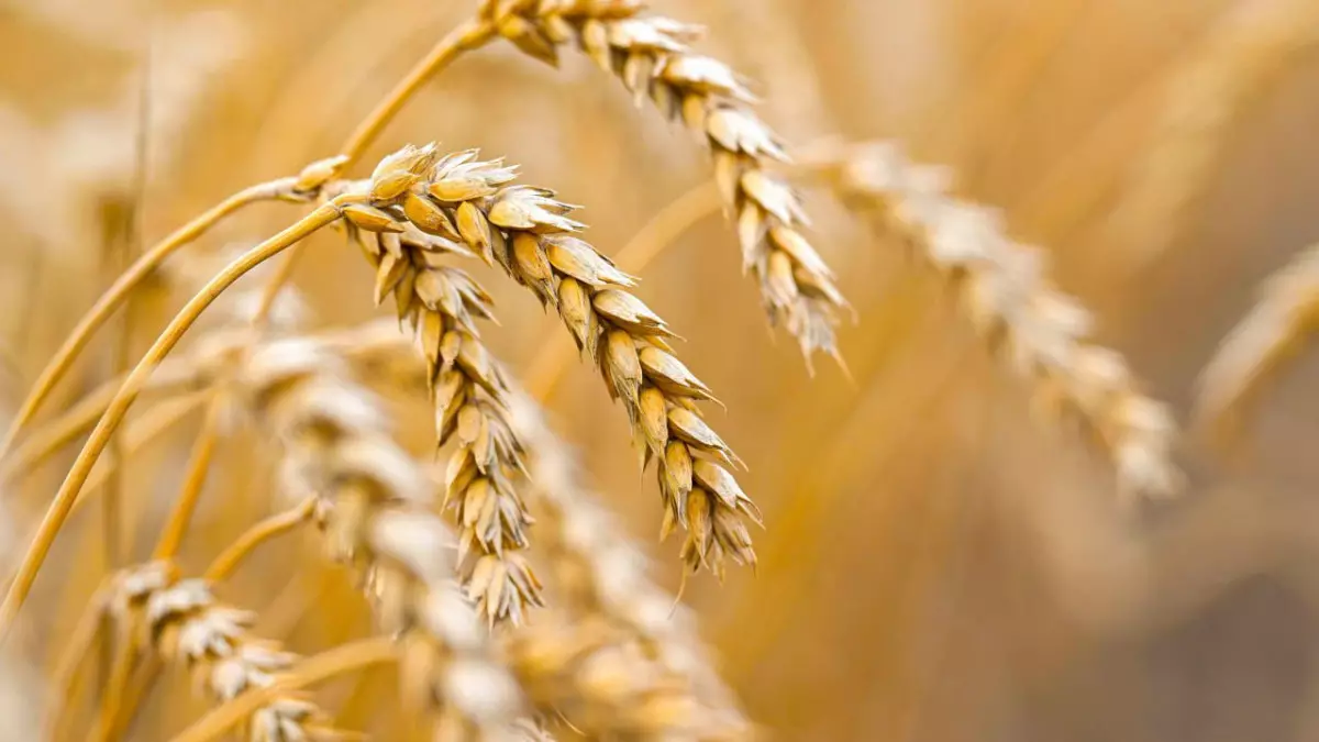 2026 жылғы егіс құрылымы: Бидай 125 мың гектарға қысқарады