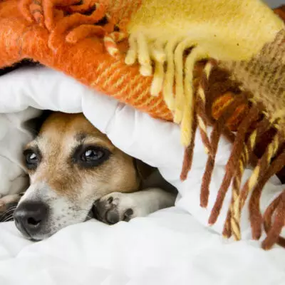 В России призывают к бойкоту Додо Пицца после скандала с увольнением курьера