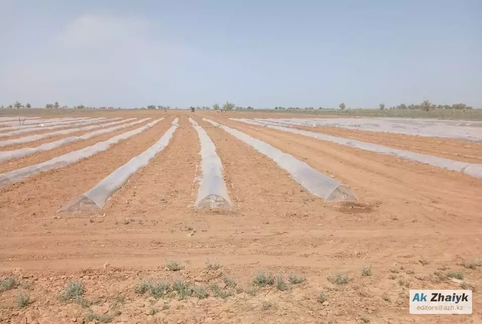 Как Атырауская область готовится к посевной