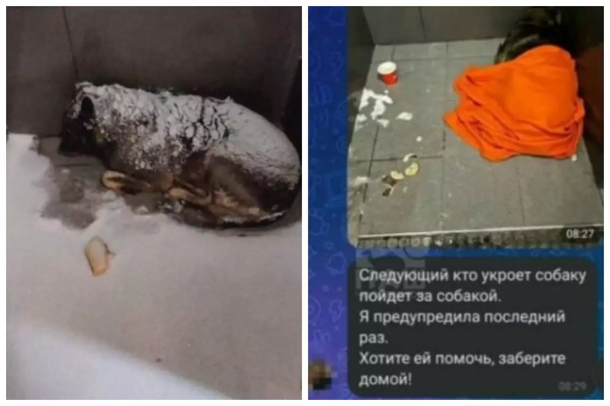 −20°C-та қаңғыбас итке көмектескен курьерді "Додо Пицца" жұмыстан қуып жіберген