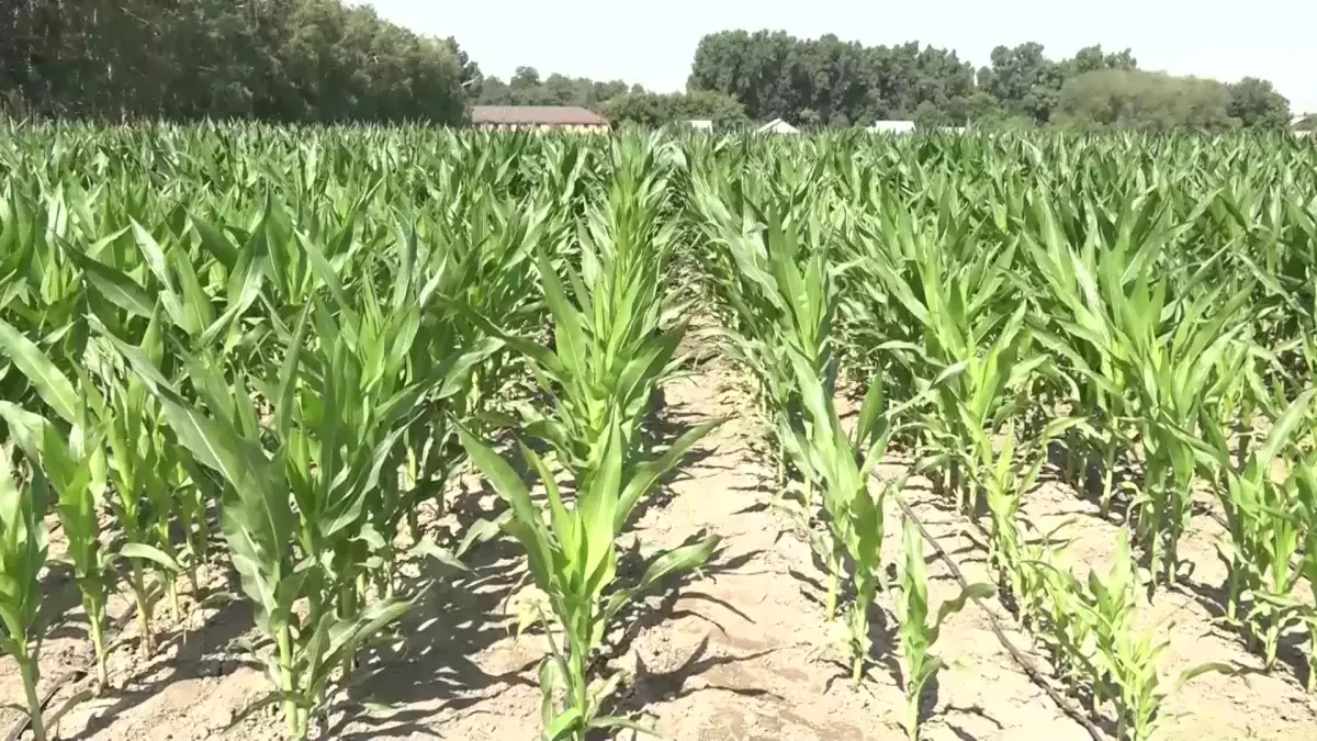 Биыл елімізде бидай аз егіліп, жүрегі алқабы ұлғаяды