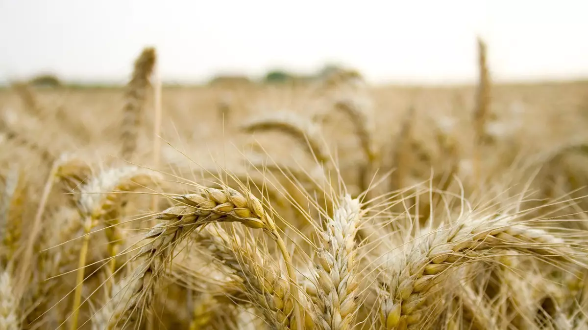 В Мангистауской области произвели сельскохозяйственной продукции на 44,1 млрд тенге