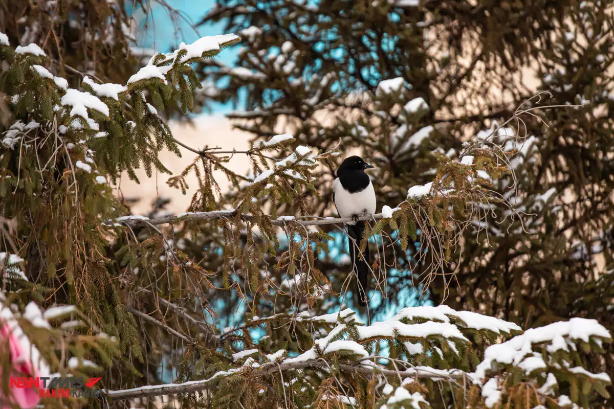 Сильные осадки и мороз: погода в Казахстане на ближайшие дни