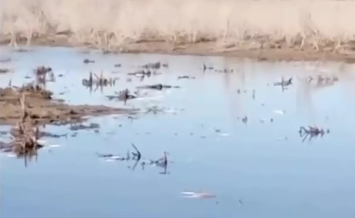 Қызылордада балықтар жаппай қырылып қалған