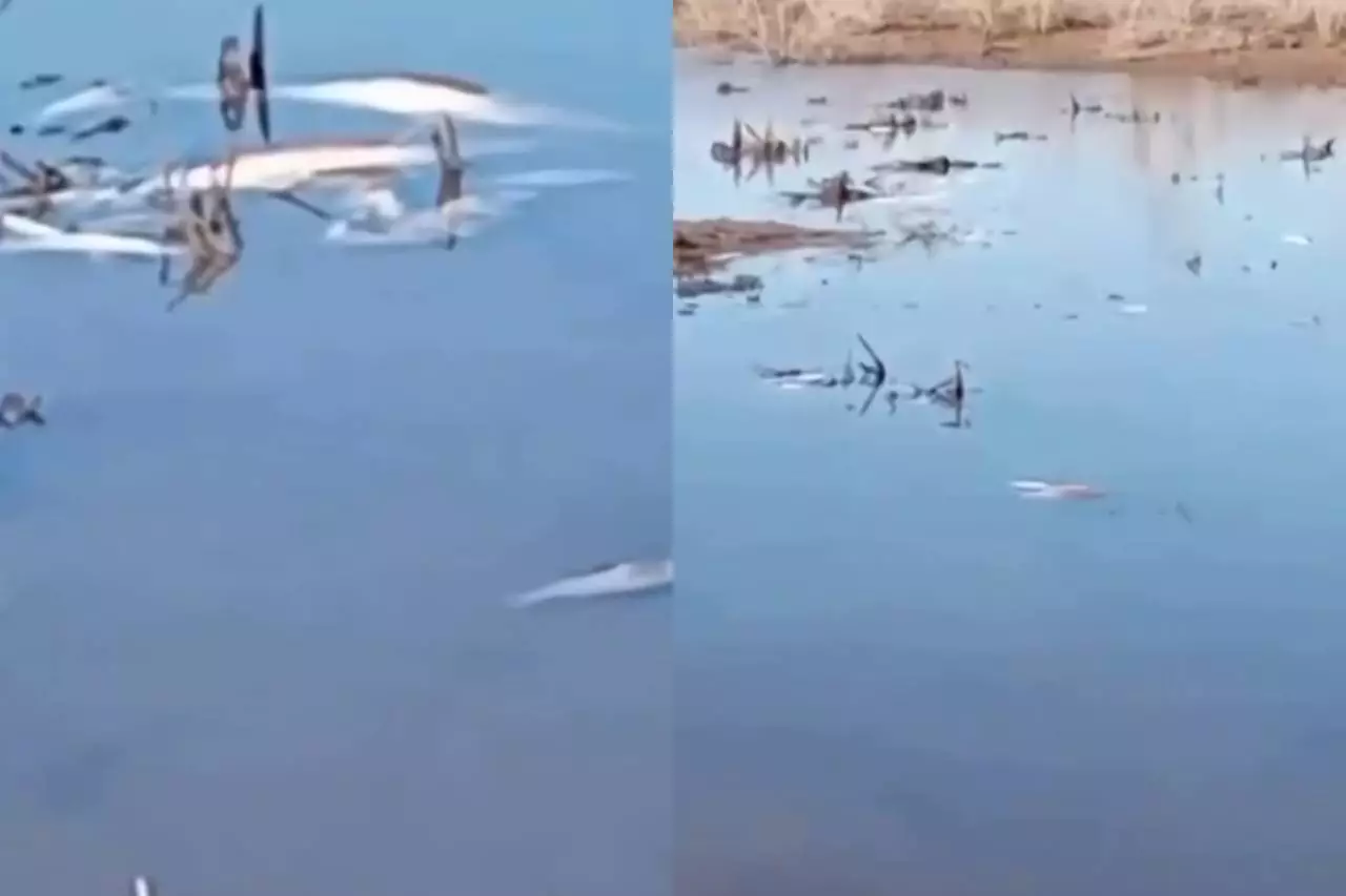 Қызылордада балықтар жаппай қырылып қалған