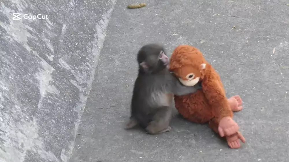 Бросила мать, но полюбил весь мир: почему за судьбой обезьянки Панч следят миллионы