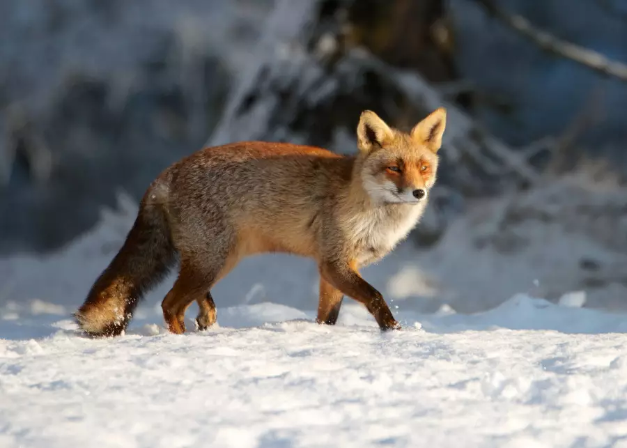 Күн суытады: ақпанның аяғында ауа райы қандай болады?