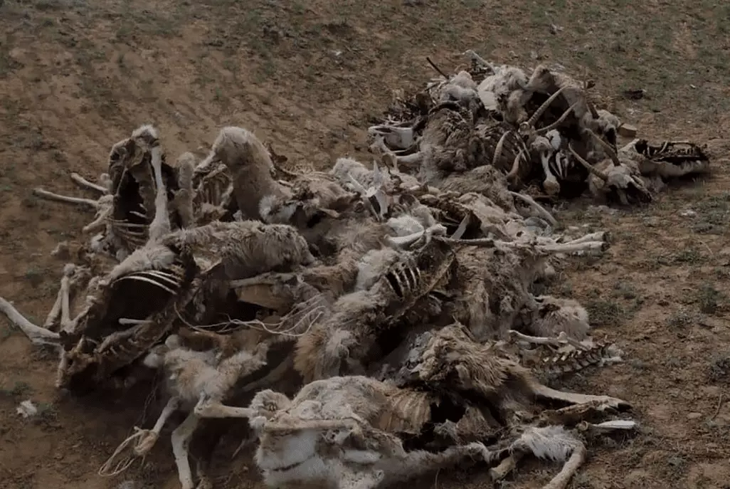 Минэкологии объяснило зимний падеж сайгаков естественными причинами