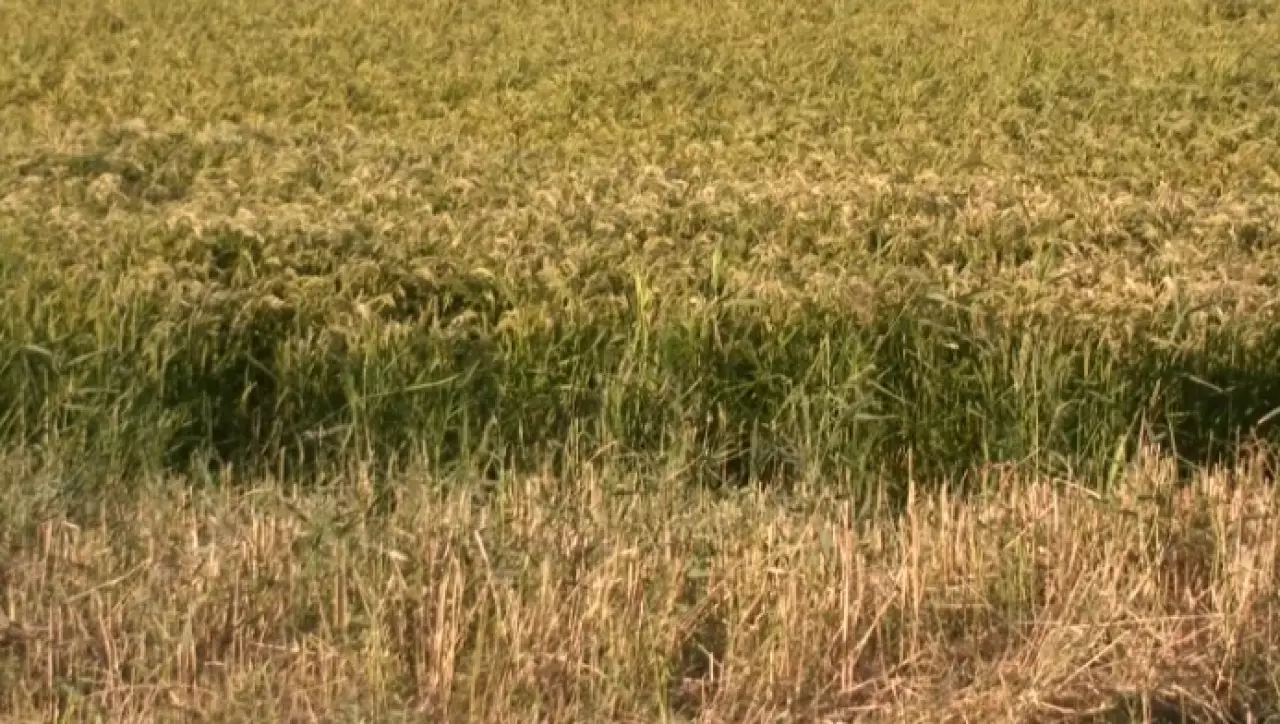 Аграрии Кызылординской области делают ставку на кукурузу