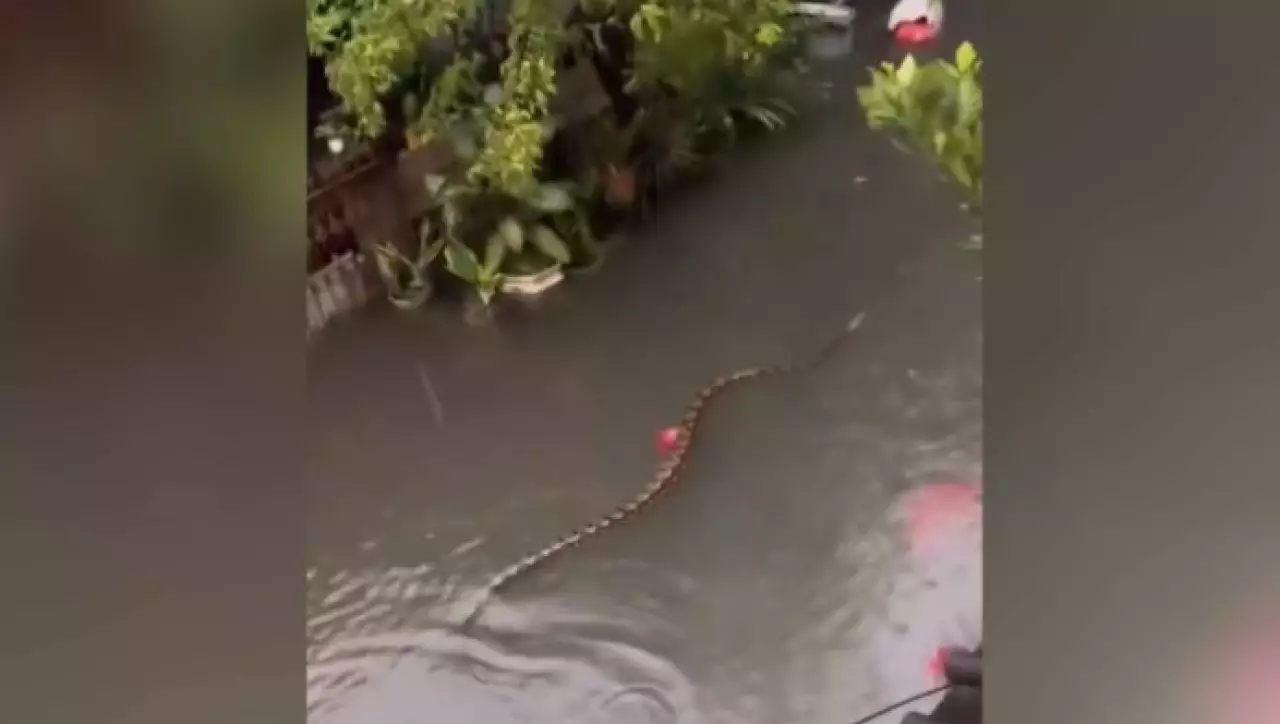 Питоны плавают по затопленным улицам Бали