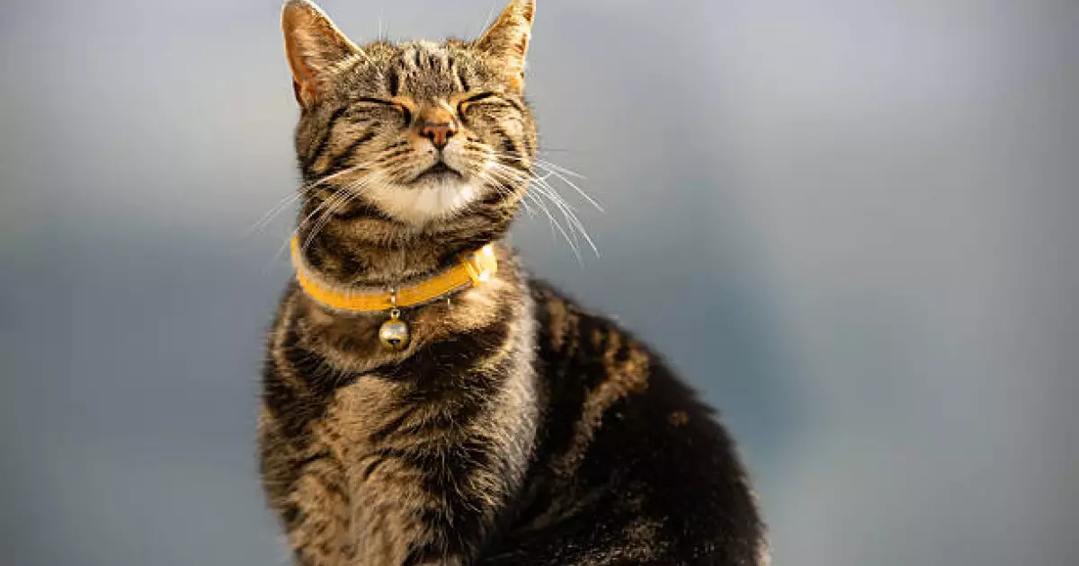  Мысық иесіне бауыр баспайды – венгр ғалымдарының зерттеуі 