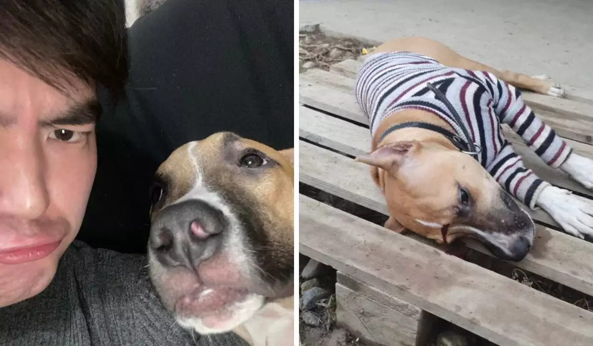 Алматы облысында ер адам әйеліне үрген көршісінің итін тапаншамен атып өлтірген