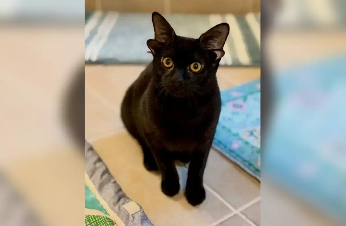 Четыре уха и миллион лайков: котенок Добби стал звездой соцсетей - новости на Lada.kz 25.02.2026