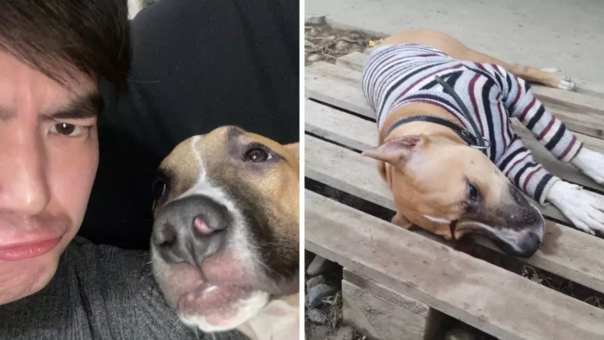 "Аулада жүрген көршісінің итін атқан". Алматы облысында ер адам көршісінің итін "әйеліме үрді" деп атып өлтірді