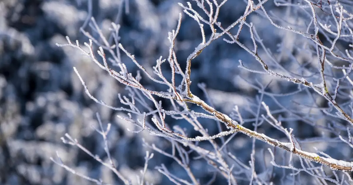  `Қар, боран, көктайғақ`: Бейсенбіге арналған ауа райы болжамы жарияланды 