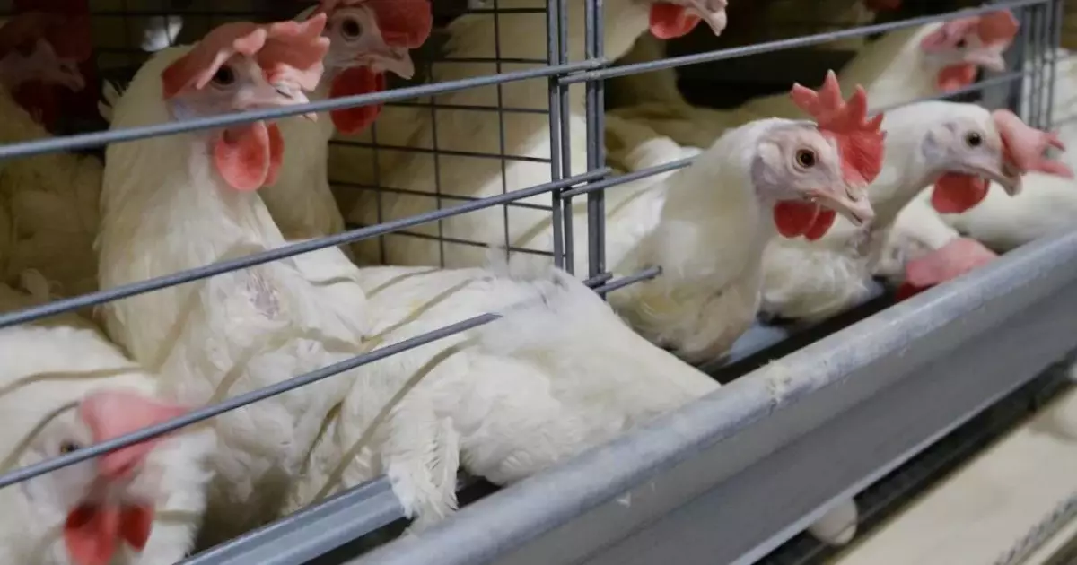   Құс фабрикаларына қолдау керек   