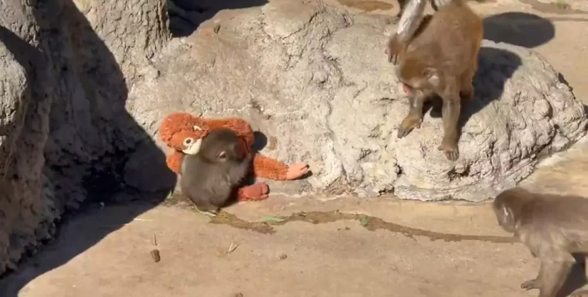 У обезьянки Панча, за которой следит весь мир, появилась приёмная мама