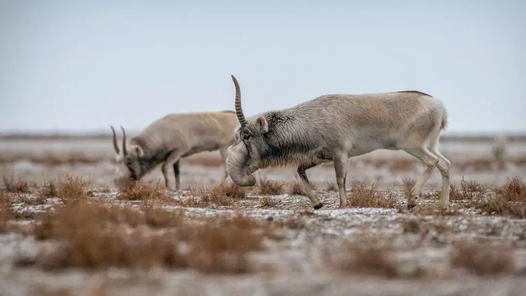 Причину падежа сайгаков и их заходы в населенные пункты объяснили в Минэкологии