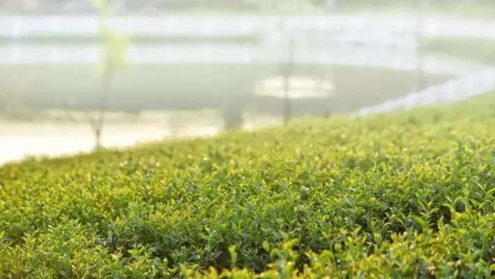 В Ташкенте создадут 9 новых парков и утроят площадь зеленых зон