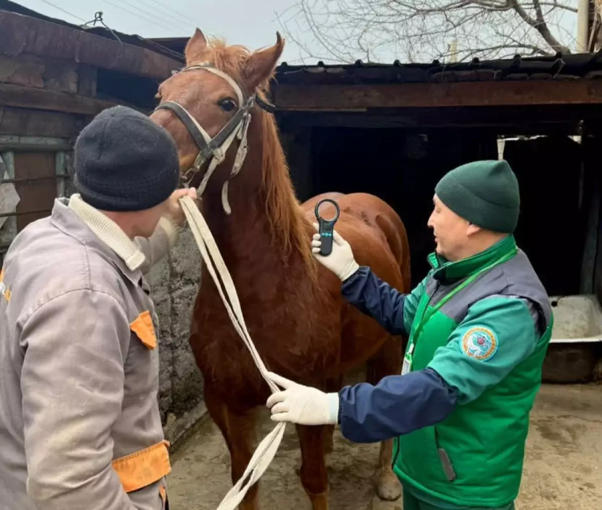 Алматыда ауыл шаруашылығы жануарларын тегін вакцинациялау басталды