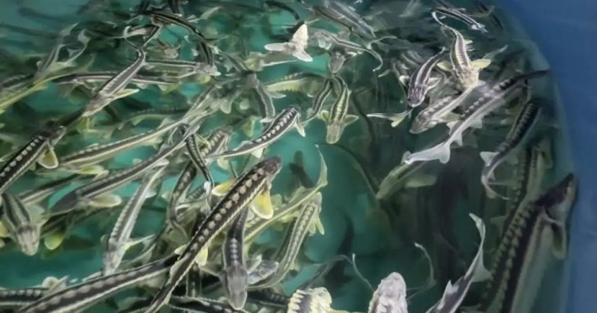   Аквамәдениетті дамытуға арналған ақпараттық жүйе 2027 жылдан бастап енгізіледі   