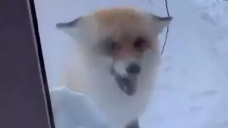 Қарағанды облысында ауыл ішіне кірген түлкі тұрғындарды шошытты